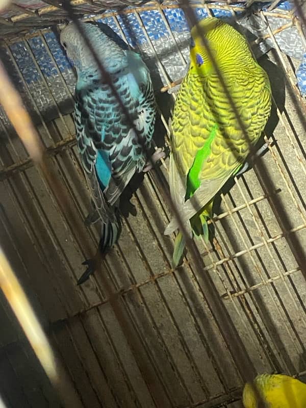 australian parrots 6