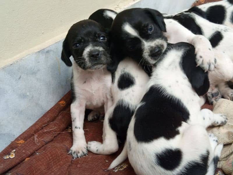 Pure English Pointer Puppies 0