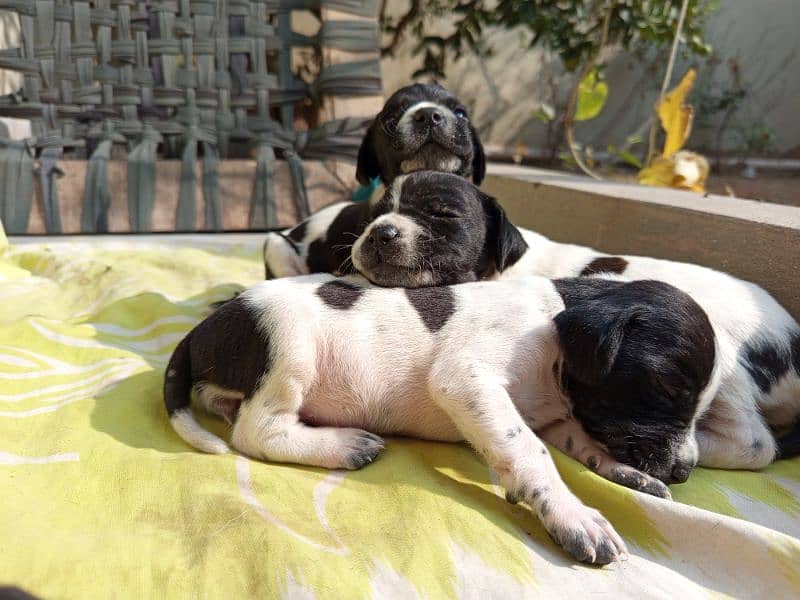 Pure English Pointer Puppies 1