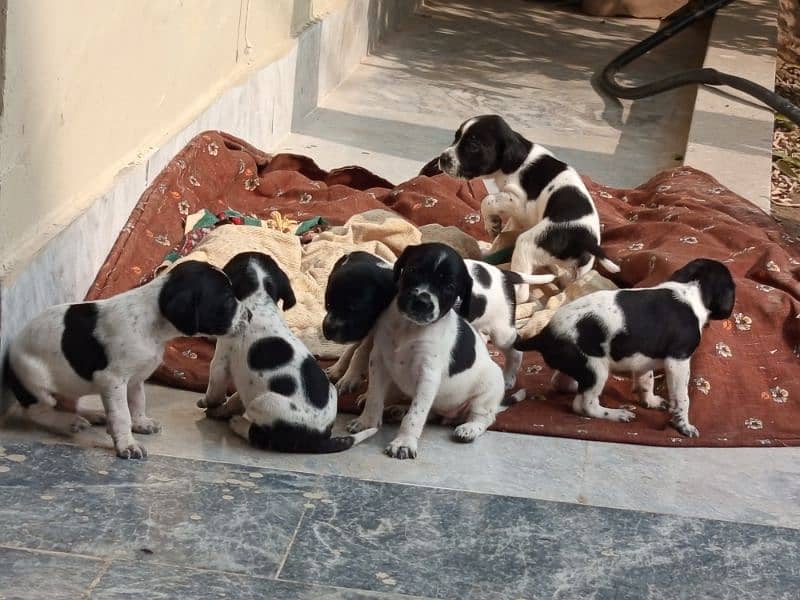 Pure English Pointer Puppies 2