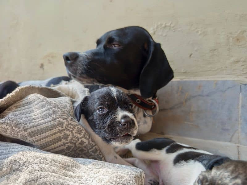 Pure English Pointer Puppies 3