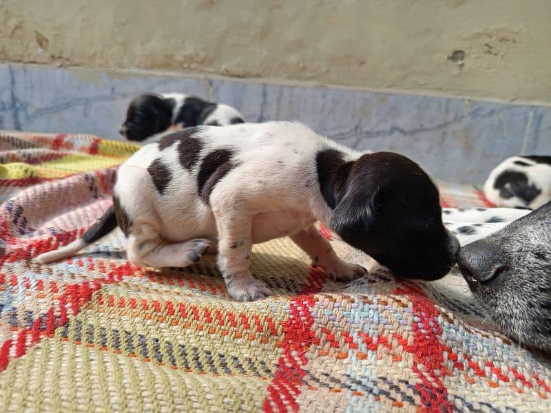 Pure English Pointer Puppies 5