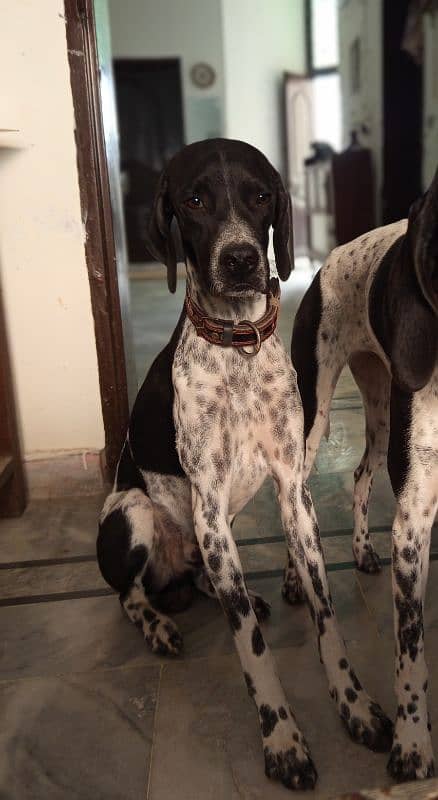 Pure English Pointer Puppies 7