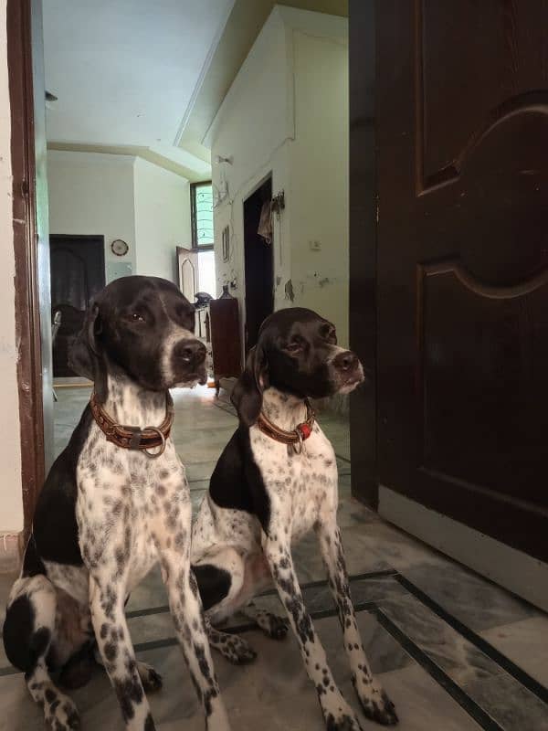 Pure English Pointer Puppies 8