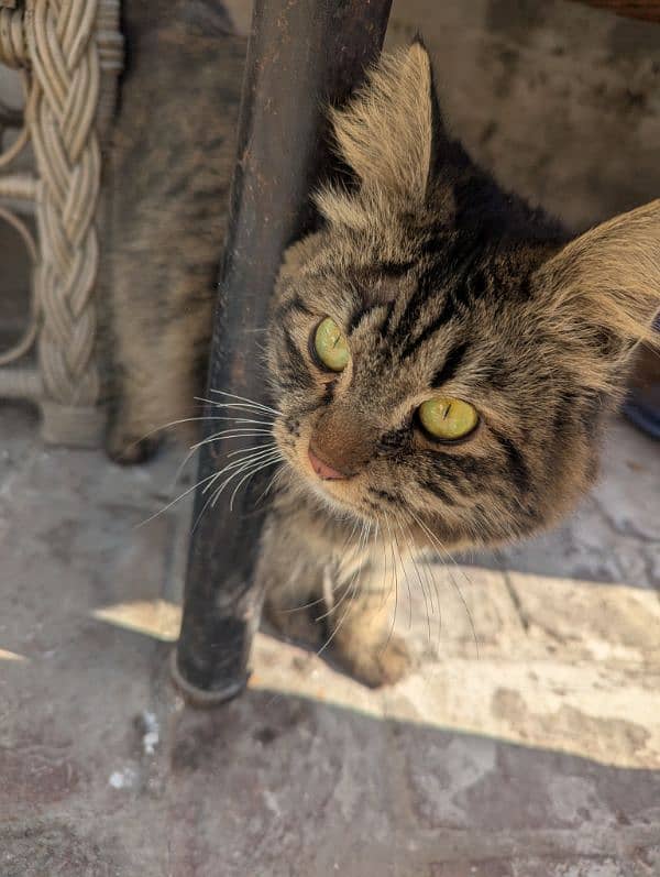 Persian Cat triple coat unique color for sale /adoption 1