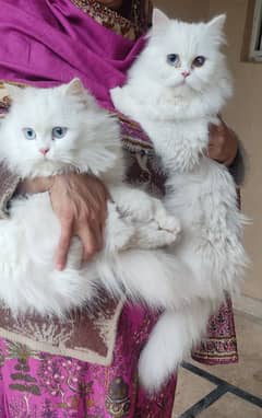 Persian white cats. .