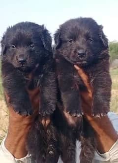 German Shepherd pair for sale  /  German Shepherd  puppies for sale