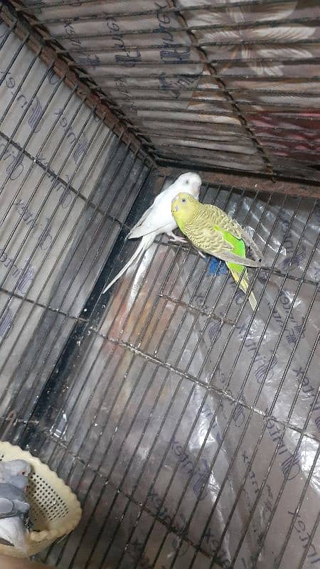 Parrots for sale breeder pair 0