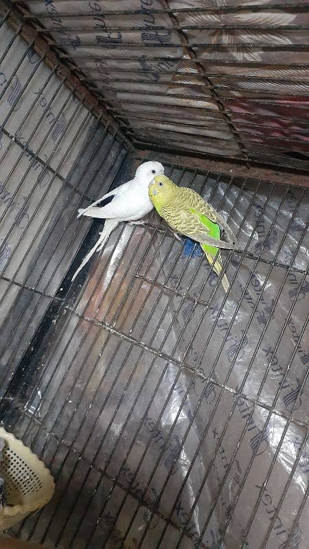 Parrots for sale breeder pair 1