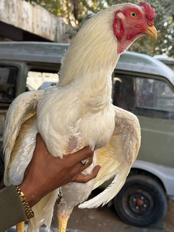 aseel heera breeder male 8