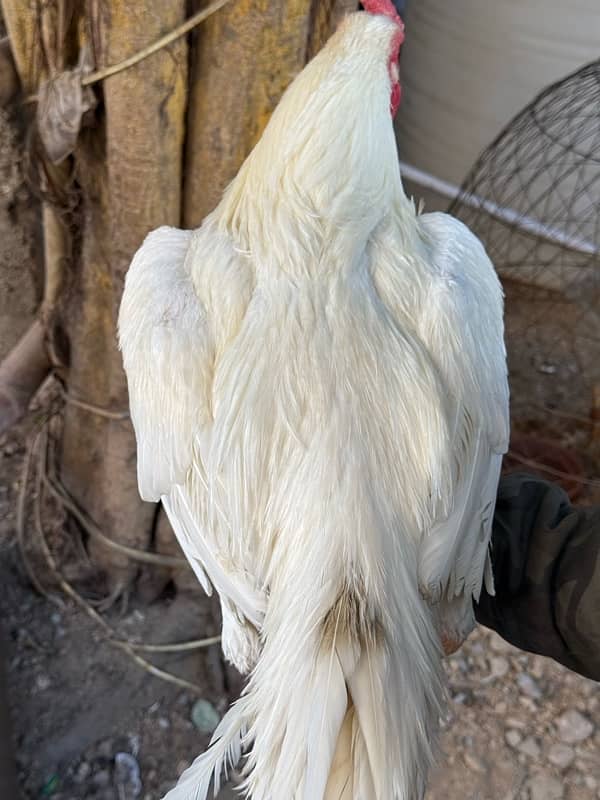 aseel heera breeder male 9