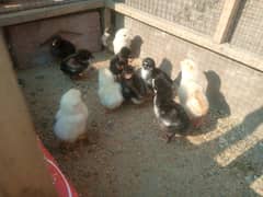 pure aseel bharmi ' amercuina 'aseel cross and desi chicks healthy