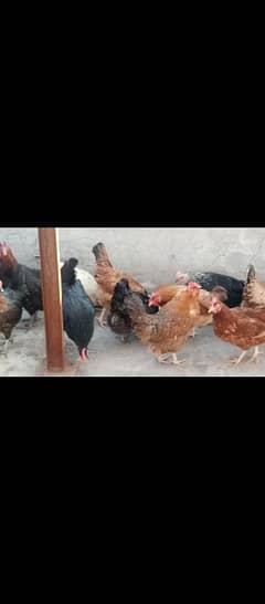 Egges Laying Dasi Golden Misri Fully Vaccinated Hens