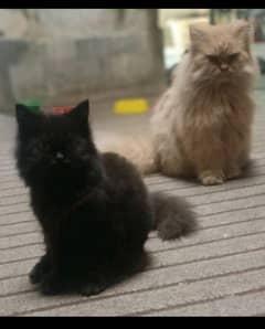 read ad Triple coat Persian male cats, available at gulbahar Peshawar