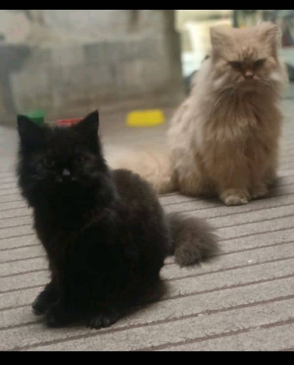 read ad Triple coat Persian male cats, available at gulbahar Peshawar 0