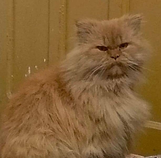 read ad Triple coat Persian male cats, available at gulbahar Peshawar 1