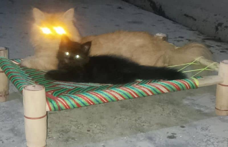 read ad Triple coat Persian male cats, available at gulbahar Peshawar 2