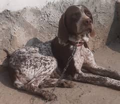 German pointer female for sale.