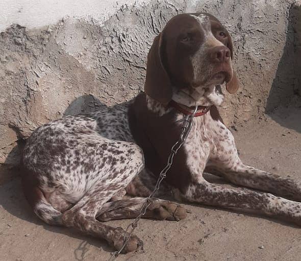 German pointer female for sale. 0