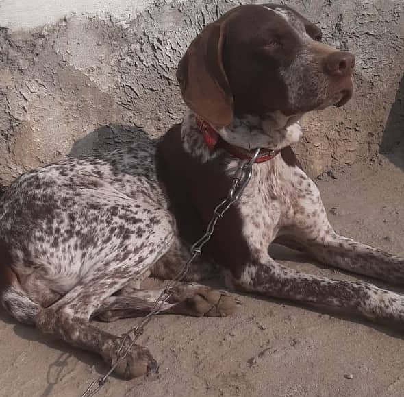 German pointer female for sale. 1