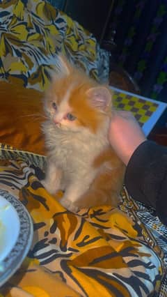 persian kitten for sale cat