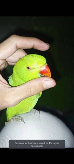 parrot