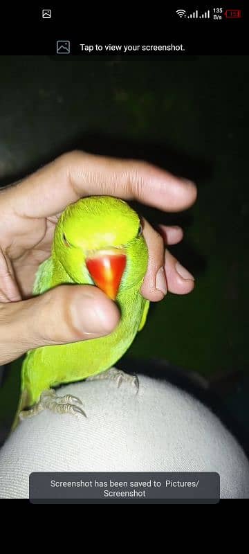 parrot 1