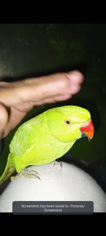 parrot 2