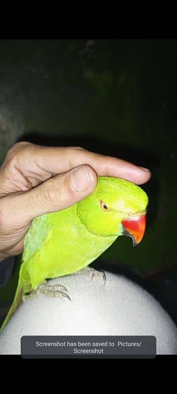 parrot 3