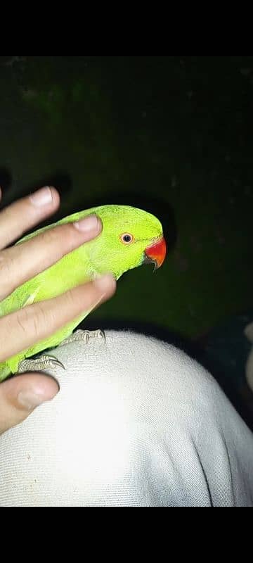 parrot 4