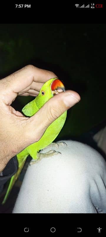 parrot 5