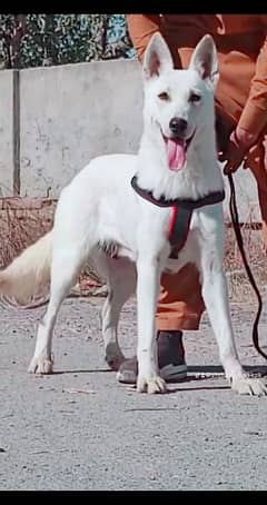 White German Shepherd female age 12 month