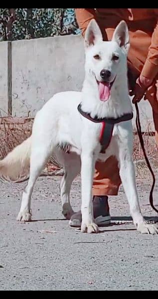 White German Shepherd female age 12 month 0