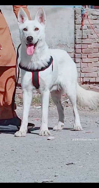 White German Shepherd female age 12 month 1