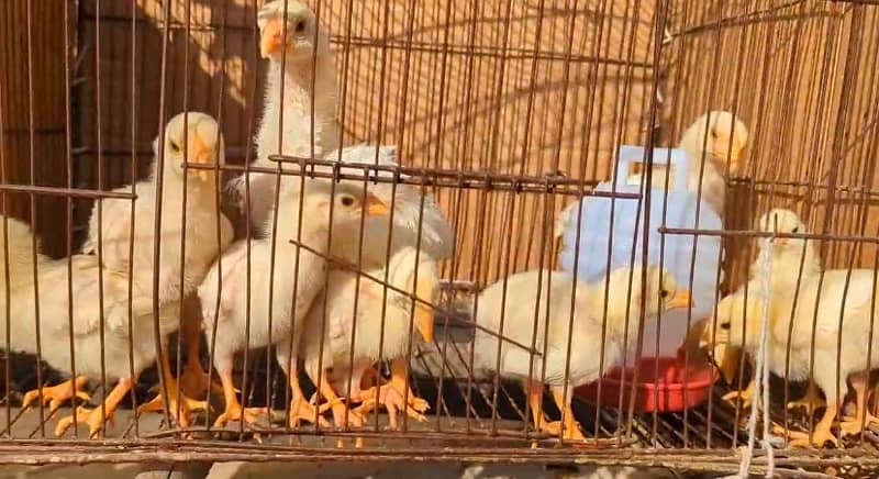 Home Breed White Shamo Chicks (1 months) 0