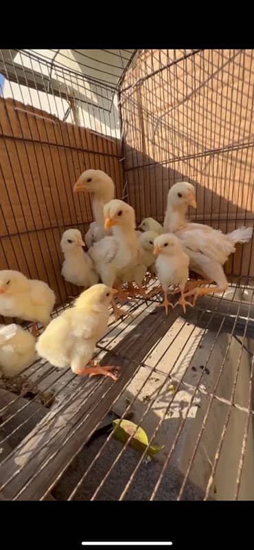 Home Breed White Shamo Chicks (1 months) 1