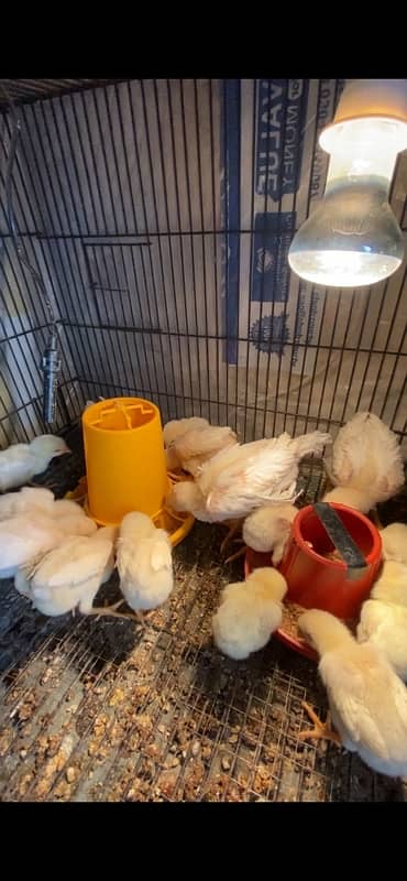 Home Breed White Shamo Chicks (1 months) 2