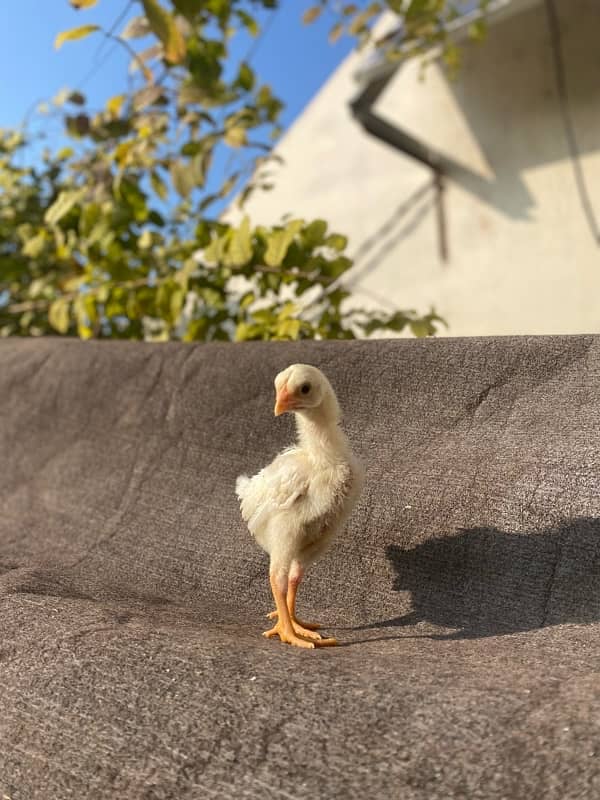 Home Breed White Shamo Chicks (1 months) 3