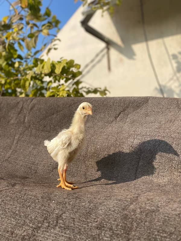 Home Breed White Shamo Chicks (1 months) 4