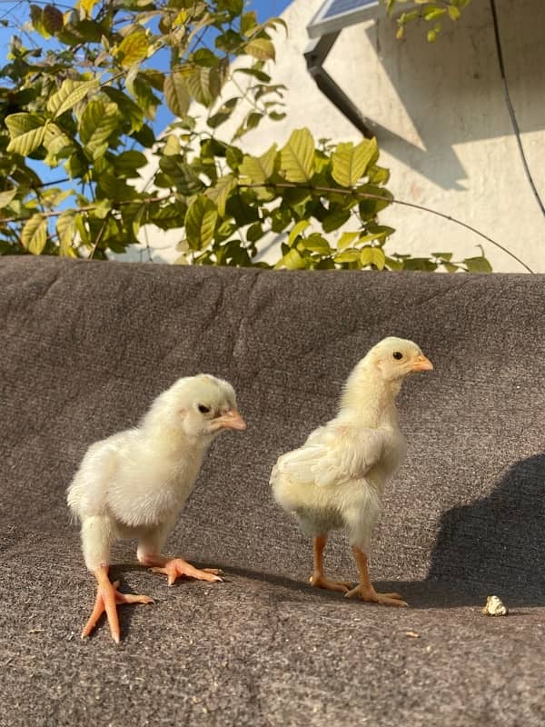 Home Breed White Shamo Chicks (1 months) 5