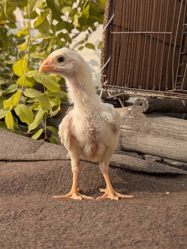 Home Breed White Shamo Chicks (1 months) 6