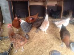 Golden misri & RIR Hens & Lohman brown or eggs