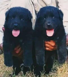 German shepherd Long Coat Male & Female  For Sale 03463649736 WhatsApp