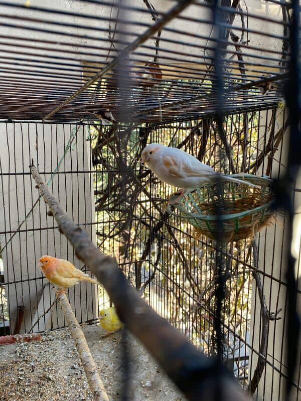 red,orange musaik and singing canary available 0