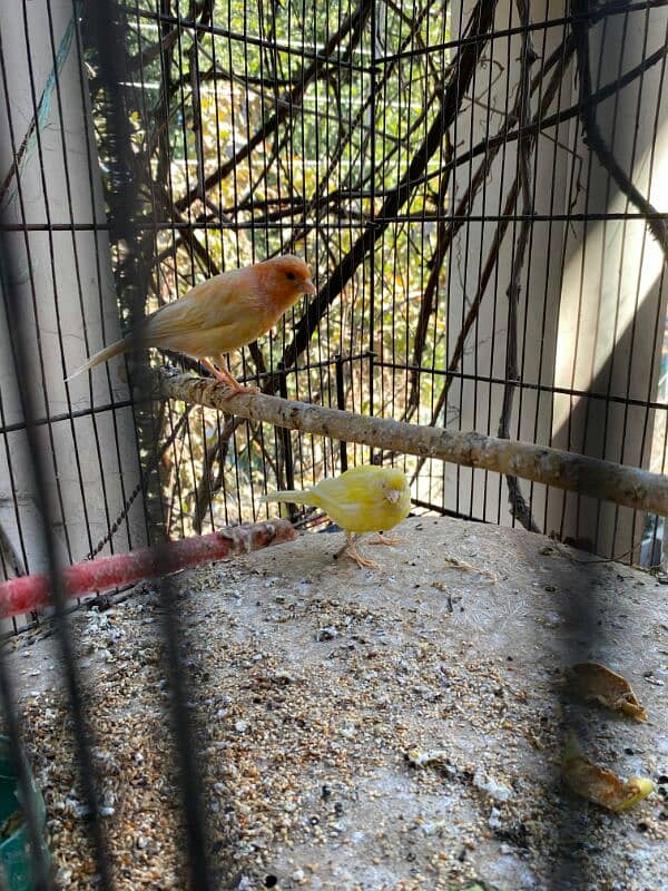 red,orange musaik and singing canary available 1