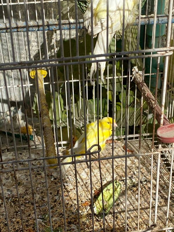 red,orange musaik and singing canary available 2