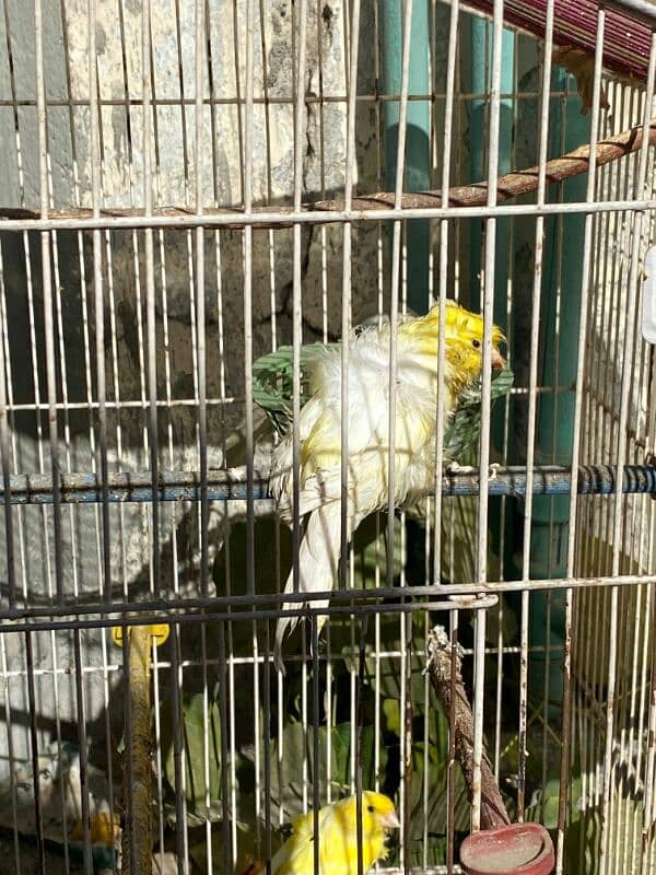 red,orange musaik and singing canary available 5