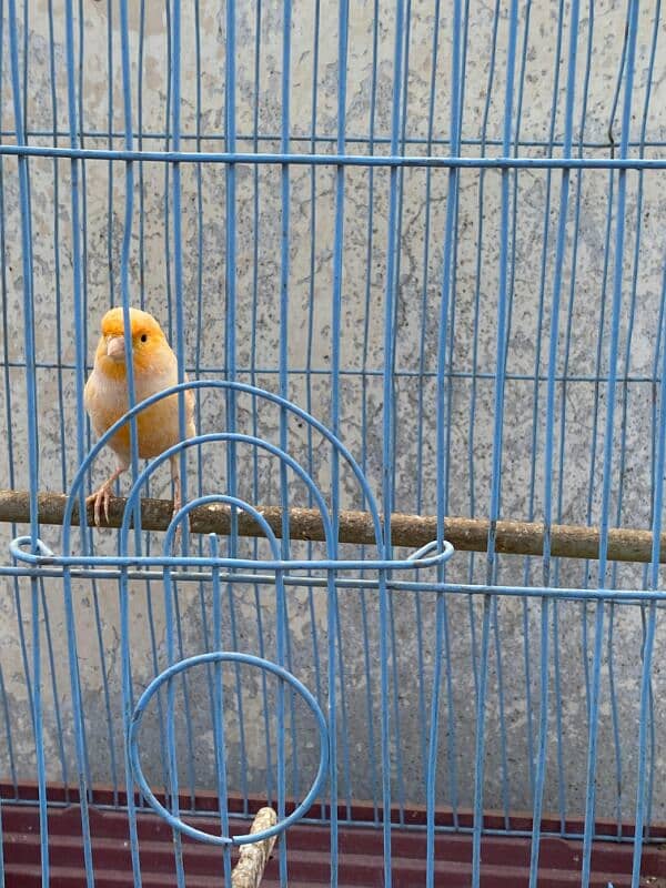 red,orange musaik and singing canary available 6