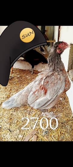 aseel hens for sale