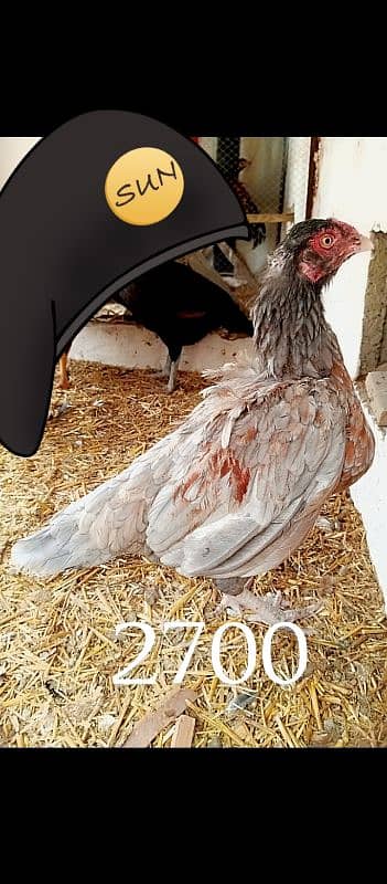 aseel hens for sale 0